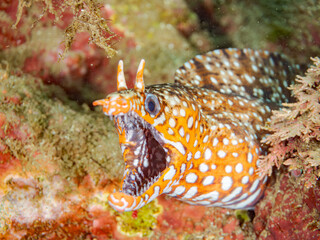 トラウツボ, Dragon Moray, Enchelycore pardalis, ウツボ科,
他の群れ。
静岡県伊豆半島南伊豆町中木ヒリゾ浜-2025年

