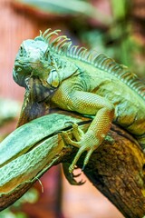 Lizard sitting still on green tree trunk