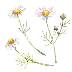 A set of watercolor daisies in natural colors on an isolated background. Botanical illustration of realistic white wildflowers for summer design, weddings and birthdays, postcards and invitations.