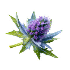 Close up of a vibrant purple thistle flower with spiky green leaves on a black background