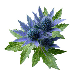 Close up of a blue sea holly flower with green leaves on a black background