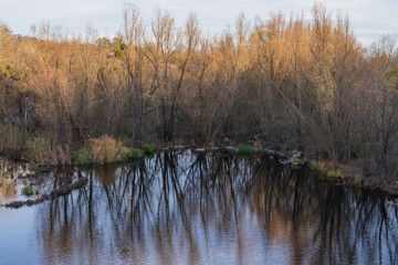 Fototapeta premium Autumn river with mirror-like reflections, leafless trees and warm sunset tones in a peaceful wetland setting. Suitable for nature, environment, fall season and landscape themes.