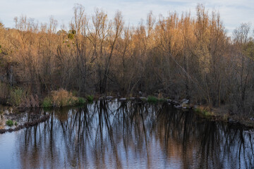 Autumn river with mirror-like reflections, leafless trees and warm sunset tones in a peaceful wetland setting. Suitable for nature, environment, fall season and landscape themes.