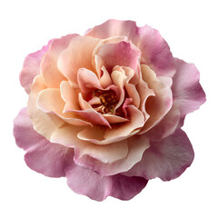 Delicate peachy pink rose bloom with soft petals on black background