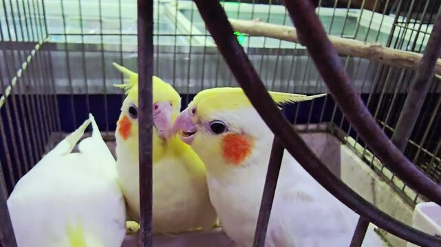 Closeup shot of yellow-crested cockatiels eating seeds inside cage. Colorful pet birds with orange cheek patches gathered around feeding tray in indoor enclosure