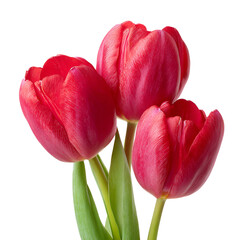 Three vibrant red tulips with water droplets on a black background