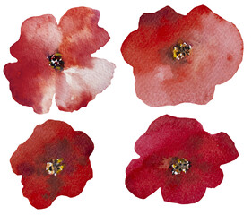 Watercolor bright red poppy wild flowers isolated illustration, floral wedding and greeting element