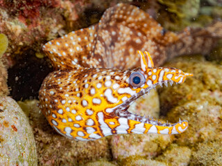 トラウツボ, Dragon Moray, Enchelycore pardalis, ウツボ科,
他の群れ。
静岡県伊豆半島南伊豆町中木ヒリゾ浜-2025年
