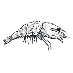 An illustration of a shrimp with intricate details and contours. Ideal for culinary themes, graphic design, or educational materials about marine life.