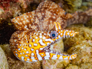 トラウツボ, Dragon Moray, Enchelycore pardalis, ウツボ科,
他の群れ。
静岡県伊豆半島南伊豆町中木ヒリゾ浜-2025年
