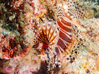 キリンミノ, Zebra turkeyfish, Dendrochirus zebra, フサカサゴ科,
他の群れ。
静岡県伊豆半島南伊豆町中木ヒリゾ浜-2025年
