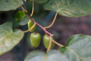 Obraz premium Arctic kiwi- actinidia kolomikta