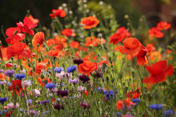 Obraz premium Beautiful close up of poppies and other wild flowers. Buds and flowers of spring. Natural green vegetation in the background.