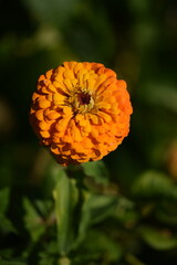 Yellow zinnia flower blooming on bokeh green garden background, selective focus, closeup, vertical.