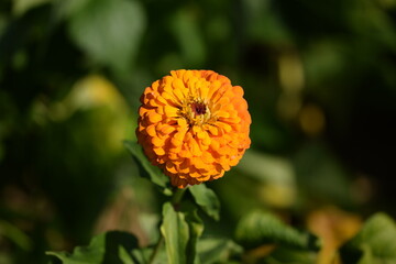 Yellow zinnia flower blooming on bokeh green garden background, selective focus, closeup, horizontal, space for text on both sides.
