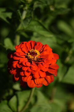 Closeup of orange zinnia flower with yellow inner blooming on bokeh green garden background, selective focus, vertical.