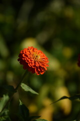 Orange zinnia flower with yellow inner blooming on bokeh green garden background, sunny summer garden floral background, selective focus, closeup,vertical with space for text.