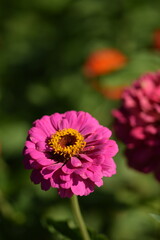 Vivid pink zinnia flower with yellow inner blooming on bokeh green garden background, selective focus, closeup, vertical, space for text above.