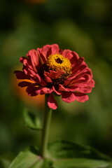 Pastel pink zinnia flower with yellow inner blooming on bokeh green garden background, macro, selective focus, closeup.