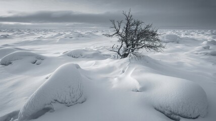 Hyper detailed black and white photograph of a lone tree in a vast snowy field