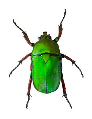 Trigonophorus foveiceps