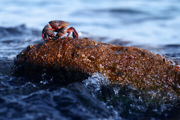 A small crab perches on a textured rock as waves wash over the coast. Sunlit, wet surfaces gleam, creating a vivid coastal moment of wildlife and sea life.