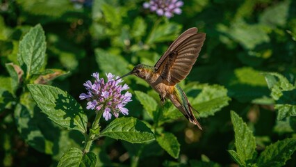 Naklejka premium Hummingbird hovering near purple flowers amidst green foliage. Nature and wildlife scene. The image captures the elegance of a hummingbird in its natural habitat.