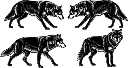 Realistic black and white wolf illustrations in various poses showcasing animal anatomy, wildlife behavior, and detailed fur texture for design use.
