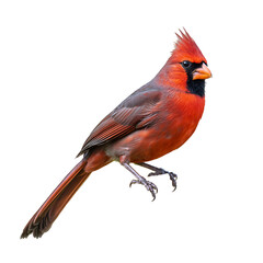 Isolated male northern cardinal, vibrant red