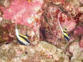 ツノダシ, Moorish Idol, Zanclus cornutus, ツノダシ科,
他の群れ。
静岡県伊豆半島南伊豆町中木ヒリゾ浜-2025年
