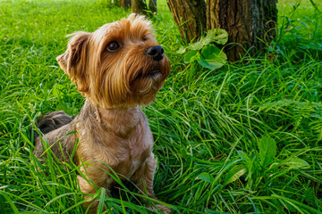 Yorkshire terrier. A pet. A charming purebred dog in a nature park. Animal themes.