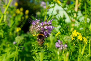Phacelia. The purple flower of the Aquarius family. Nature.