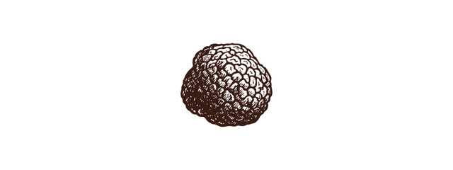 White Truffle vector graphic drawing style print. Download it in high resolution format and print in any size
