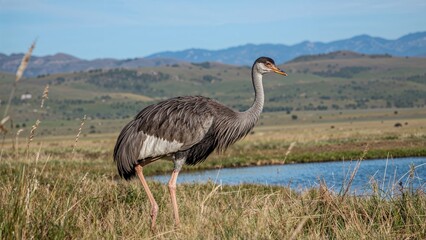 Fototapeta premium A large bird, likely a crane, standing on grass near a water body with mountains in the background.