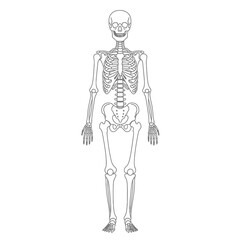 Human Skeleton Full Body Vector for Education