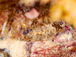 エリアシアワツブガニ, Psaumis cavipes, オウギガニ科,
他の群れ。
静岡県伊豆半島南伊豆町中木ヒリゾ浜-2025年
