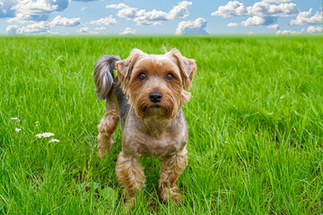 Dog. Yorkshire terrier. Portrait of a funny purebred dog.