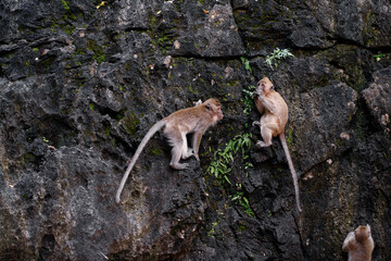 Monkeys cling to a rugged rock wall surrounded by vegetation, showcasing their natural behaviors in a serene outdoor setting. A moment of wildlife and nature in their natural environment.