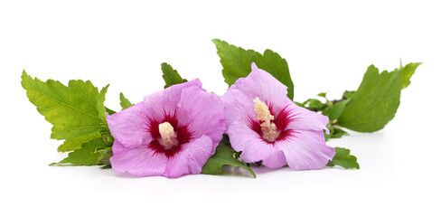 Purple hibiscus flowers with green leaves.