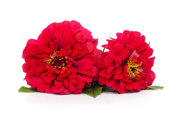 Bouquet of red zinnia flowers.