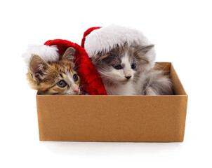 Two cute kittens in cardboard box wearing Christmas hats.