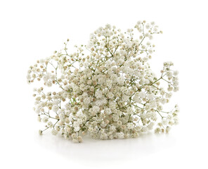 White alyssum flowers isolated on a white background.