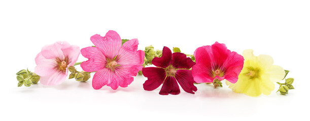 Multicolored hollyhock flowers isolated on white background.