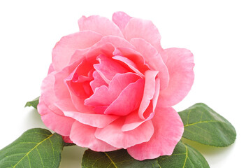 One pink rose flower on white background.