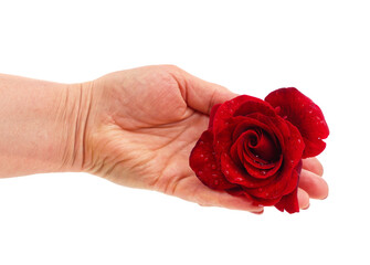 Female hand offering a red rose with dewdrops, close-up shot.