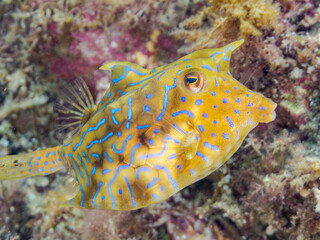シマウミスズメ, Thornback cowfish, Lactoria fornasini, ハコフグ科,
他の群れ。
静岡県伊豆半島南伊豆町中木ヒリゾ浜-2025年
