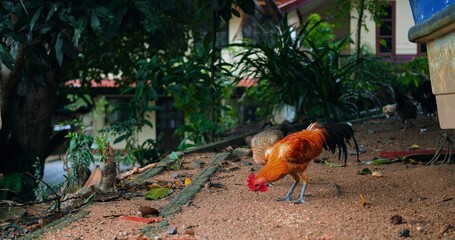 rooster pecking at gravel and seeds beside cottage, focused foraging action with bright orange plumage