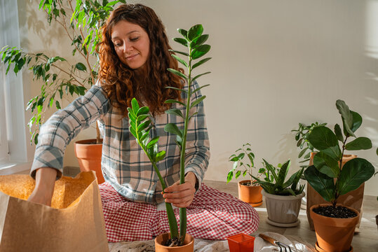 Woman thoughtfully repotting a zamioculcas zamiifolia plant. Transferring it from a smaller container to a larger terracotta pot while surrounded by other indoor plants. Nurturing her plant collection