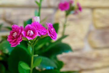 Flower. Kalanchoe. A houseplant. Gardening. Holidays and events