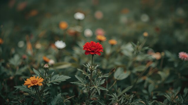 Colorful flowers blooming in a garden with a red flower in the center. Nature and gardening, concept. Floral beauty and diversity. The concept of botanical gardens and flowering plants